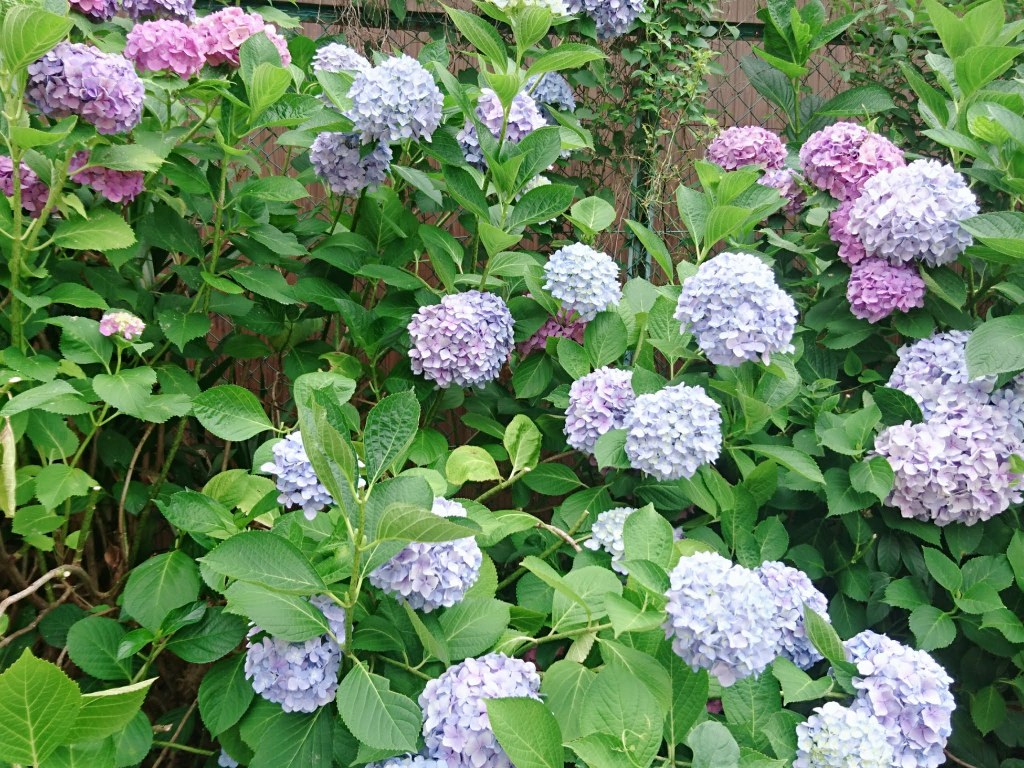 獨自旅行：京都經歷與美食探險