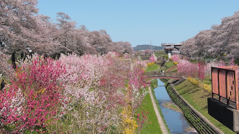 東北賞櫻：白石川堤一目千本櫻