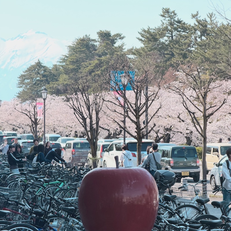東北賞櫻：弘前公園櫻花祭